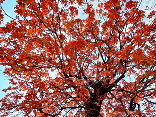 red maple tree in autumn