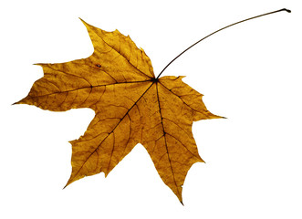 dry autumn maple leaf isolated on white background