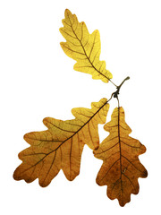 three dry autumn oak leaves isolated on white background