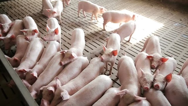 Pink piglets in pig farm
