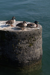 ducks,lake, animal, wildlife, birds, pond,water,day,summer,