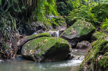 Naklejka na ściany i meble View on a mountain river in Sacred Monkey forest in Ubud