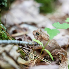 Brown Toad in Forest