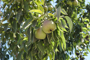 pear fruit on a branch in the garden