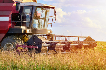 Harvester machine working to harvest a rye field