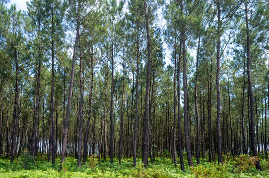 landes de gascogne
