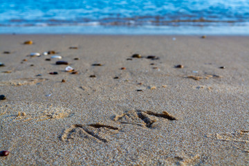 Fototapeta na wymiar Footprints on seagull in sandy beach