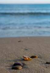 Nature background with sea coastline, sea shells and stones
