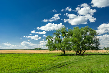 Fototapeta na wymiar Trees on a green meadow and white clouds on a blue sky