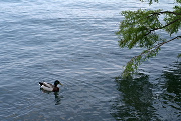 ducks in water,bird,nature, wildlife,lake,view,summer