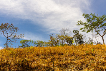 Fototapeta premium Country Side, Guanacaste, Costa Rica.