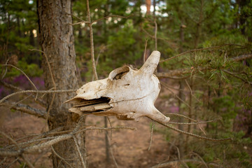 skull in the forest