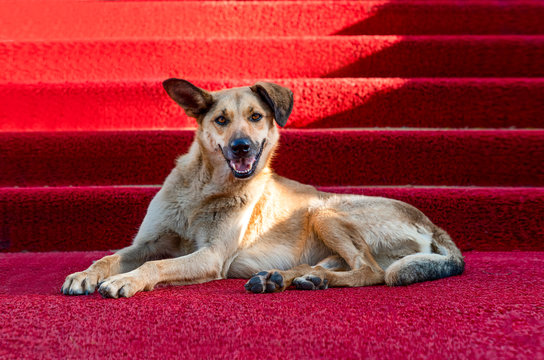 Brown dog on the red carpet. Concept of famous dogs.