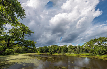 Lush green pond on the Chesapeake Bay
