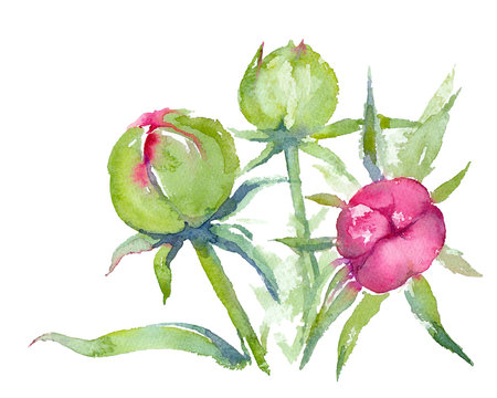 Dr. Alexander Fleming Peony. Pink peony buds. Watercolor illustration.