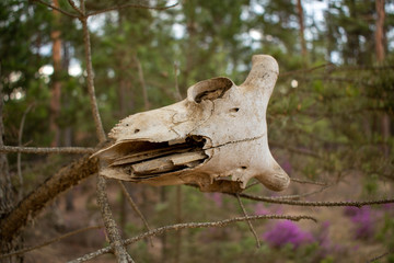 skull in the forest