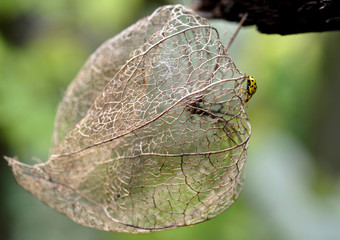 Yellow ladybug crawling on the dried fruit of Physalis.