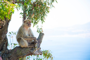 Fototapeta premium The Barbary Macaque monkeys of Gibraltar. The only wild monkey population on the European Continent