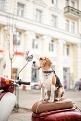 Beagle dog on a scooter on a city street