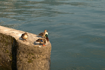 ducks on the lake,nature, lake,water,bird,summer,