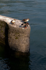 ducks,water,lake,summer,nature,wild,birds 