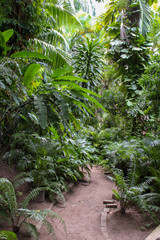 Obraz premium Trees in a tropical gerden