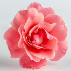 Pink rose flower, close-up, macro, background low key