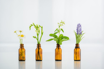 chamomile, freesia, salvia and hyacinth flowers in glass bottles on white background