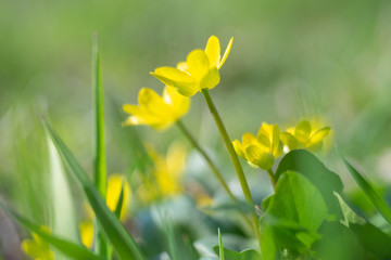 Fototapeta premium Small yellow flowers grow in a sunny meadow. Lesser celandine, buttercup family.