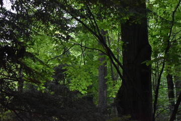 trees in the forest