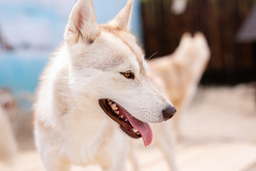 husky dog closeup portrait in natural light