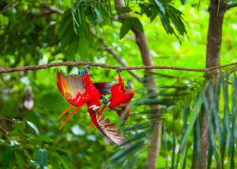 SCARLET MACAW - GUACAMAYA ROJA Y AMARILLA O LAPA ROJA(Ara macao)