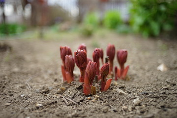 Small peony sprouts pierce through the ground