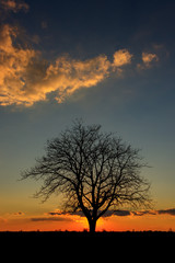 Fototapeta na wymiar Sunset behind a lonely tree in the agricultural fields of Serbia