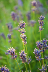 Landscape of Provence - lavender flowers in pastel colors