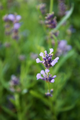 Landscape of Provence - lavender flowers in pastel colors