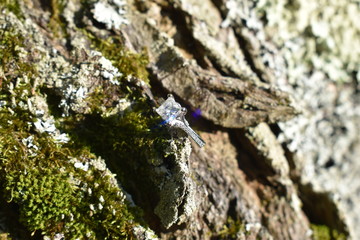 Engagement Ring on a Tree