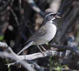 Black Throated Sparrow Singing