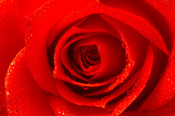 Pink rose flower, close-up, macro, background low key