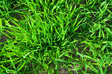 Fototapeta na wymiar Green stalks of common oats (Avena sativa) on the field. Natural background. Green background of grass.