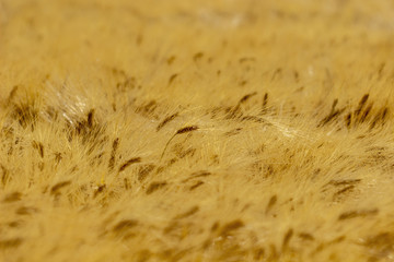 Champs de blé