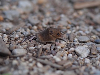 Nagetier - flinke Maus überquert Schotterweg