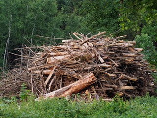 Lagerplatz - gerodete Baumstämme trocknen im Wald	