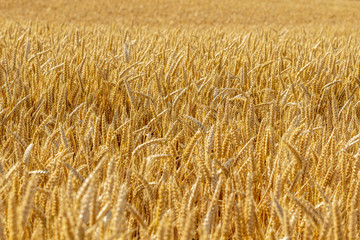 Champs de blé