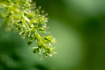 Young grape vine and leaves of grapes in the spring © markborbely