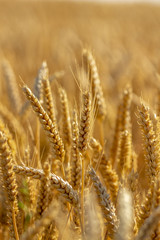 Fototapeta premium Champs de blé