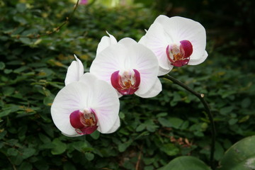 Orchids glow with beauty