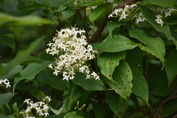 Flowers on a Tree