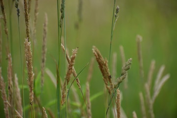 grass in the wind