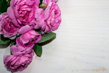 Beautiful pink flower in the garden. Rose floral background. Roses flower texture. Cute roses roses...